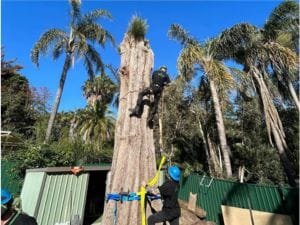 Tree Removal Armadale