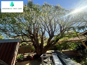 Tree care services [location]