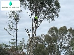 Tree trimming Armadale WA
