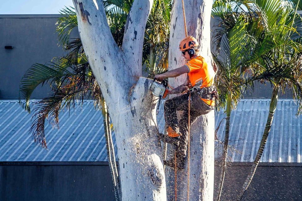 Tree care Coolum