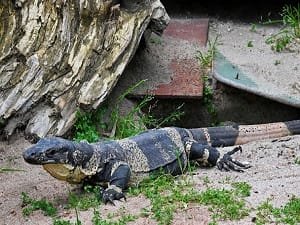 Armadale Reptile & Wildlife Centre