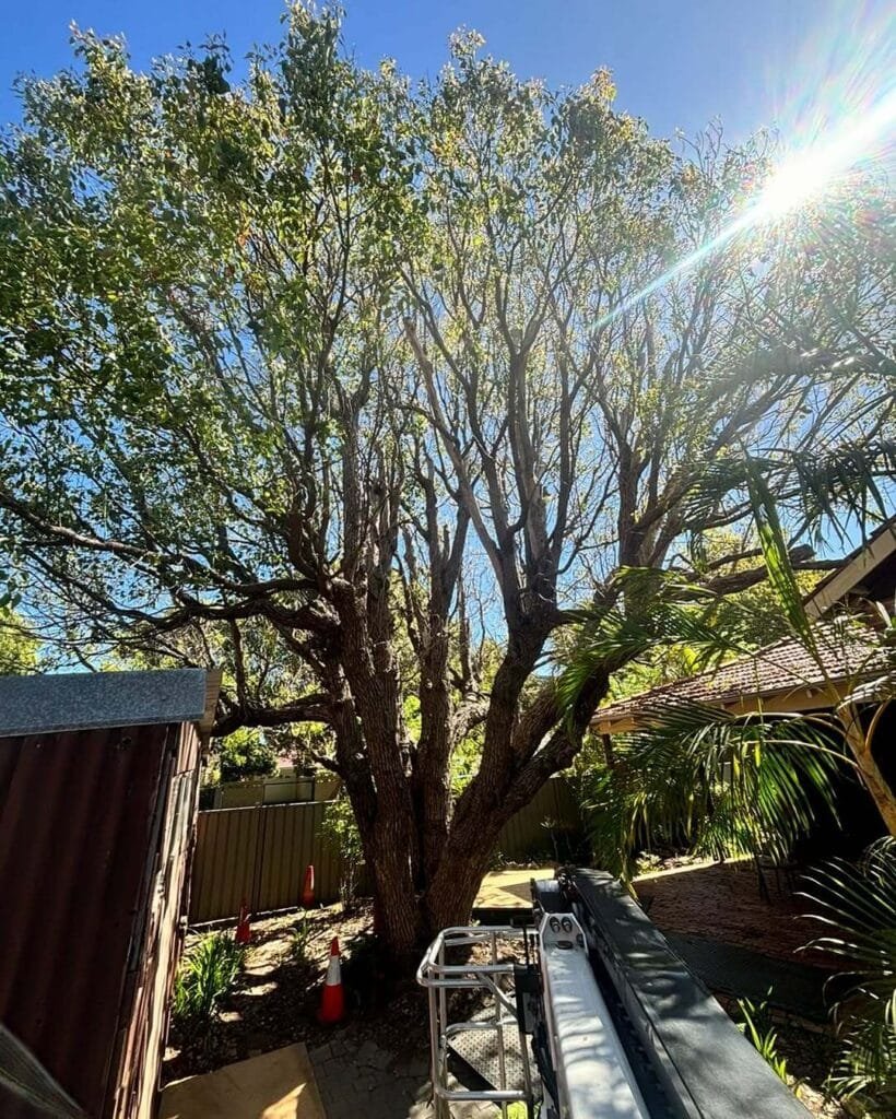Tree Risk Assessment​ Butler