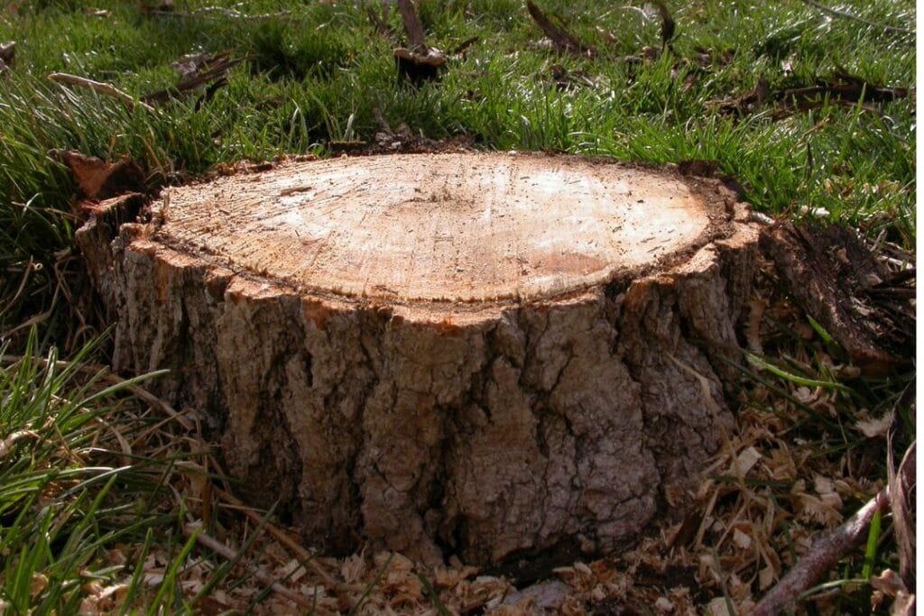 Tree Stump Armadale