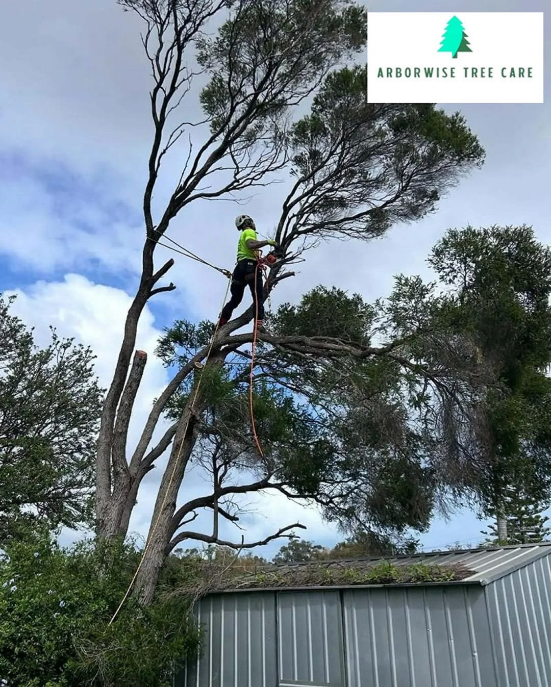 Tree Trimming Arborwise Tree Care 1 Armadale Tree Surgeon