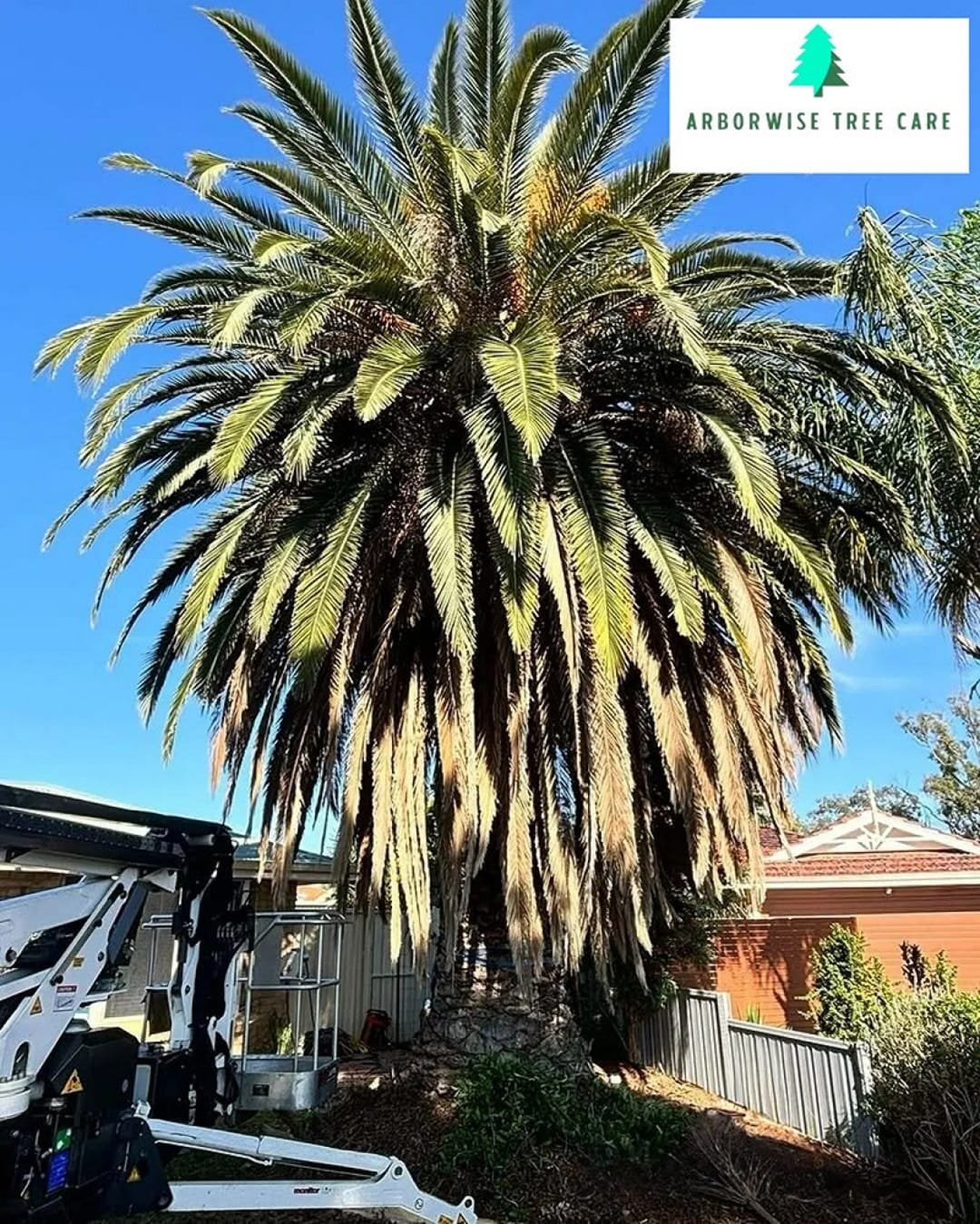 Palm Tree Pruning Armadale