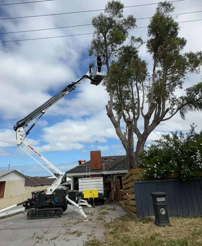 Butler Arborwise Tree Care 1 Tree care Butler
