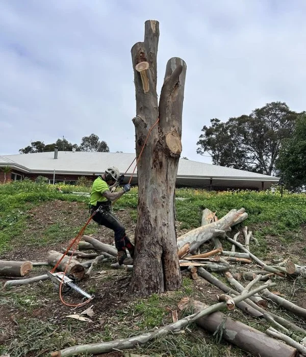 Butler Arborwise Tree Care 7 Tree removal Butler