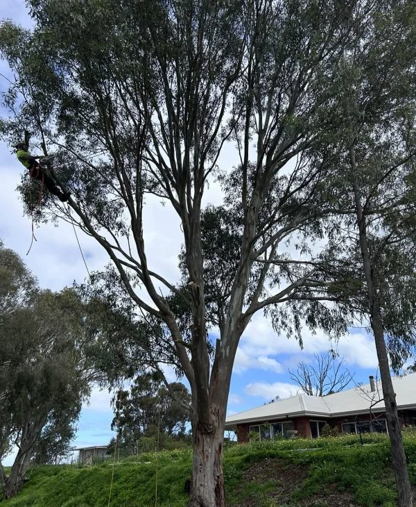 Butler Arborwise Tree Care 6 Tree trimming Butler