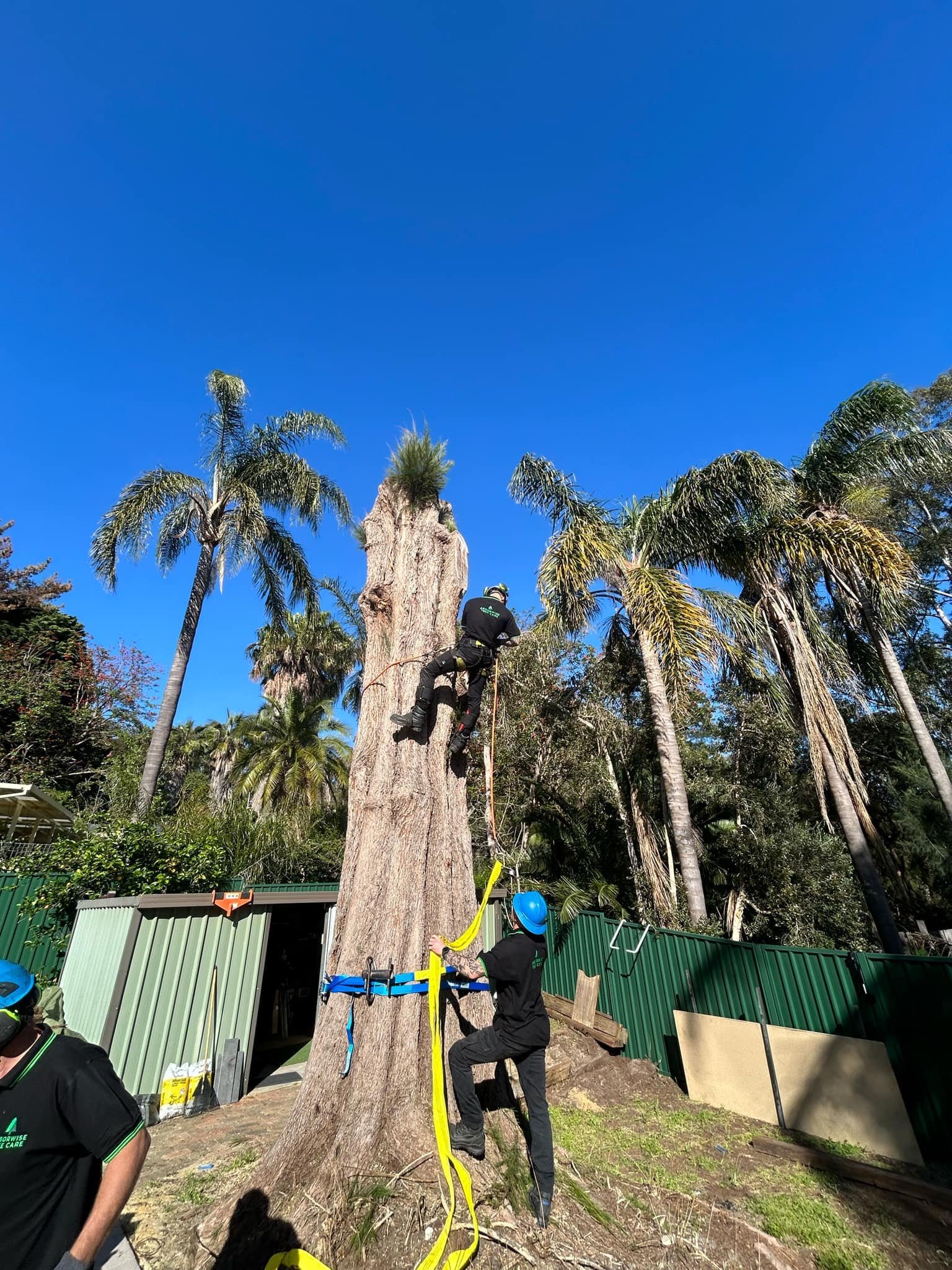 Certified arborist inspecting tree health in Armadale
