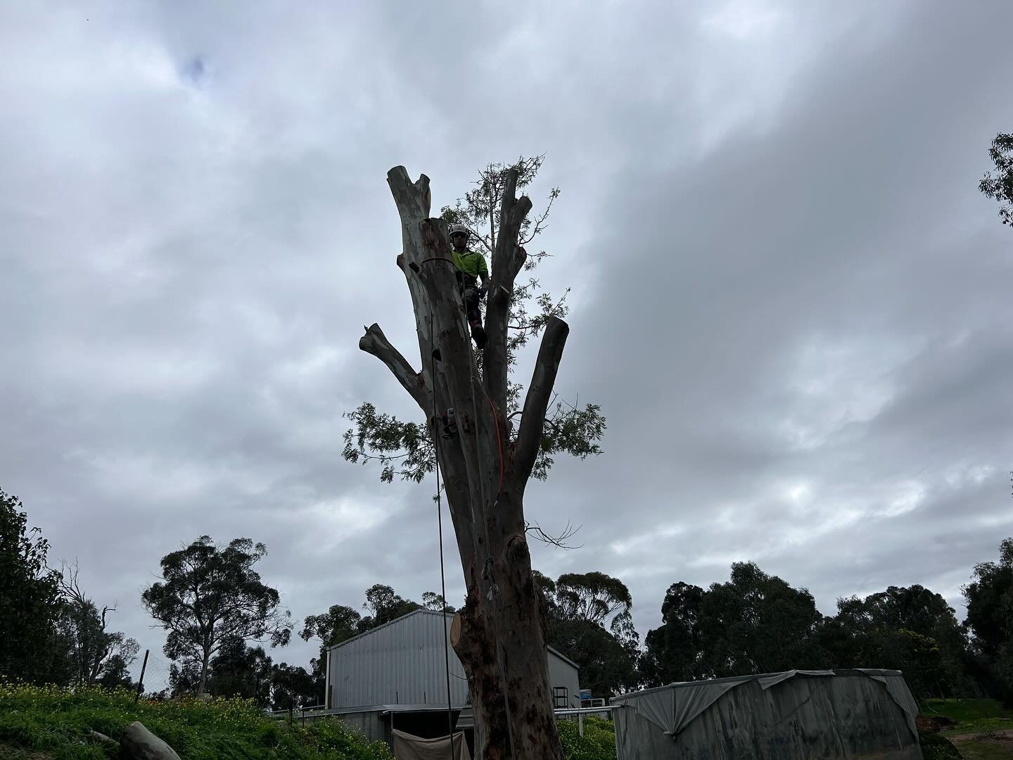 Certified arborist performing tree removal in Armadale