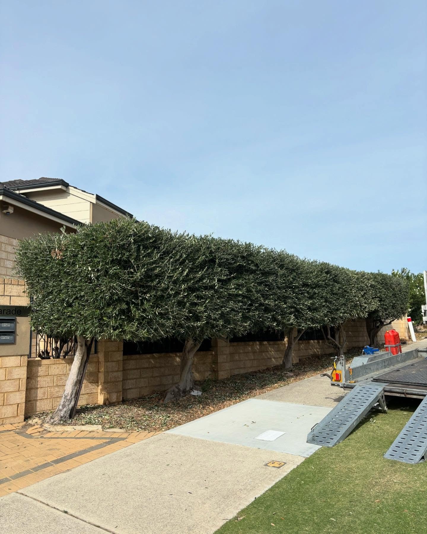 Clean Armadale yard after professional tree trimming