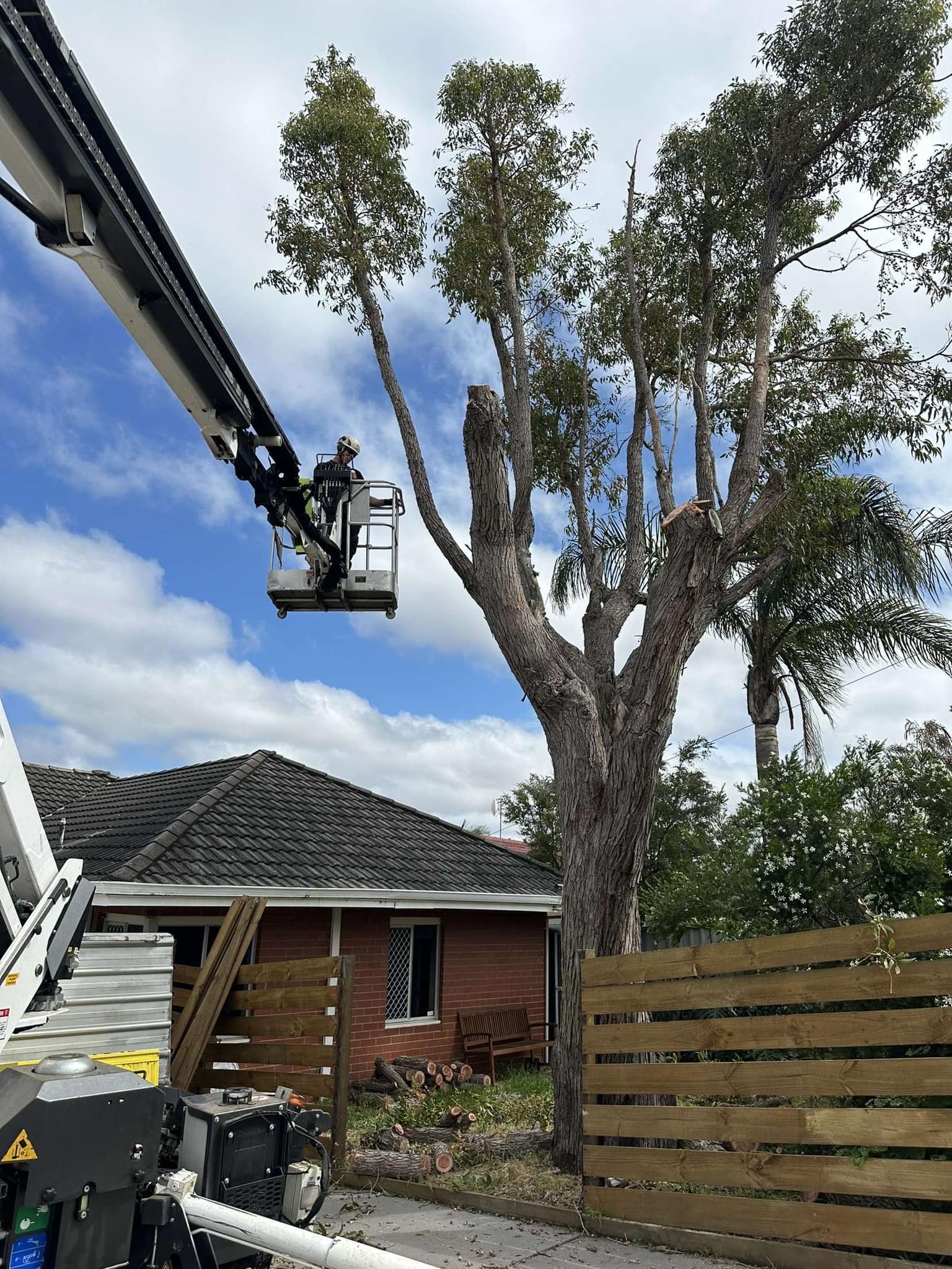 Diagnosing a diseased gum tree in Armadale backyard