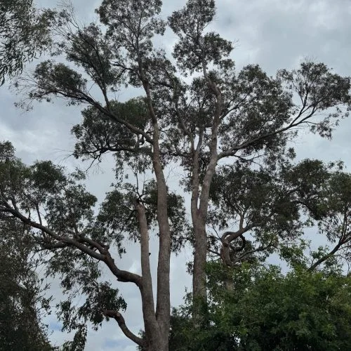 Arborwise performing a risk assessment on a leaning tree