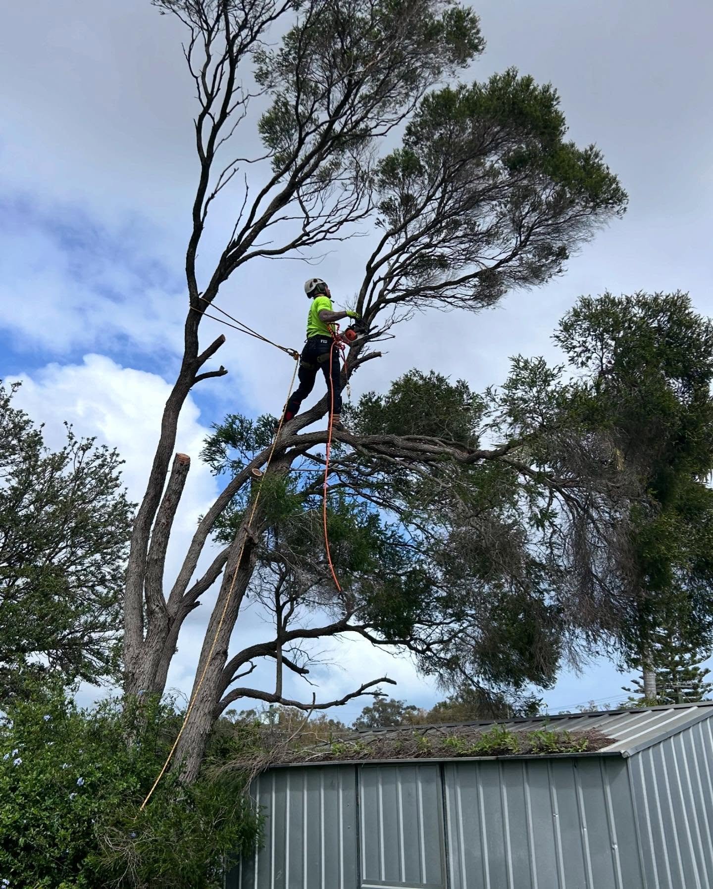 Removing dead and hazardous tree branches in Armadale