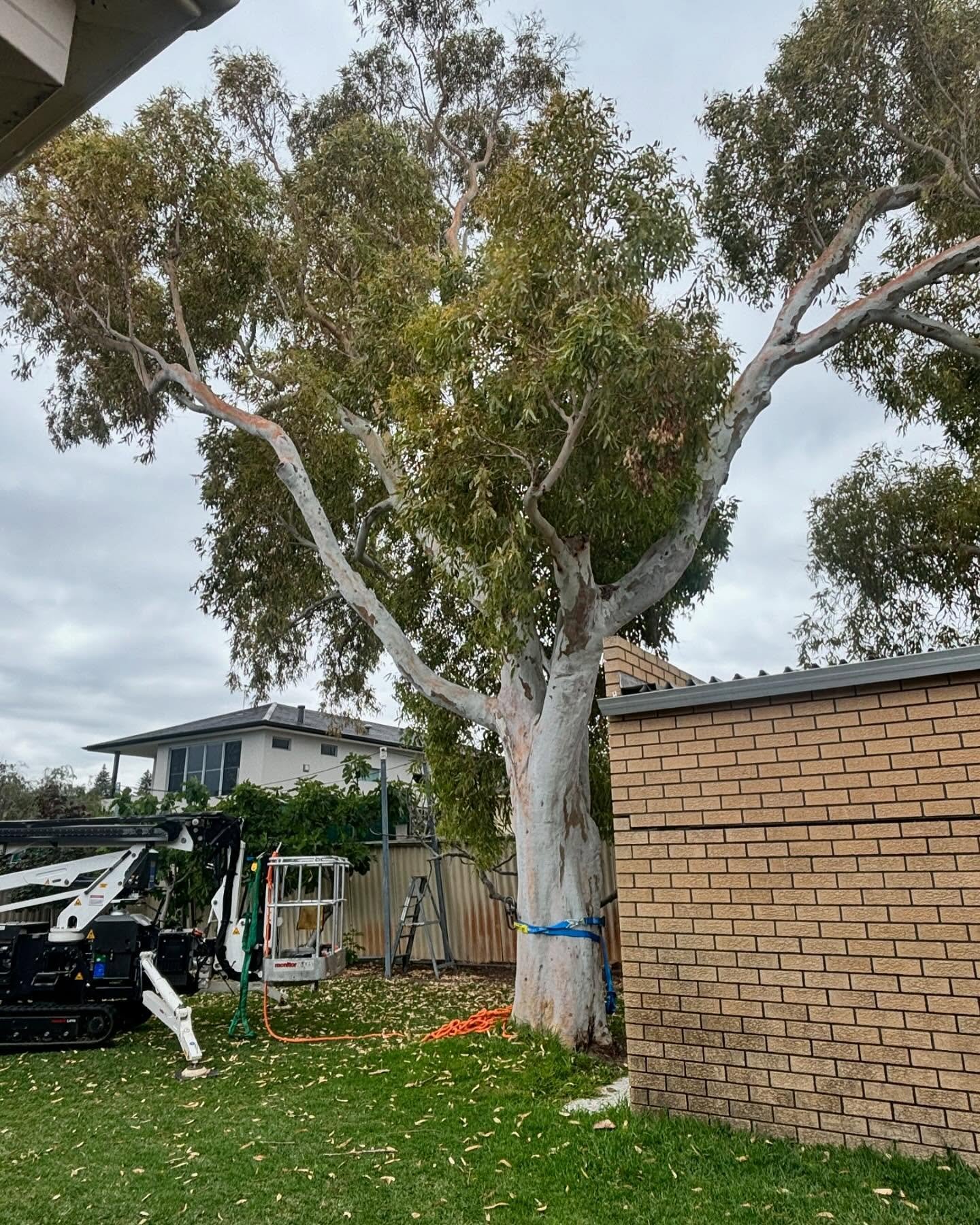 Emergency tree removal after storm in Armadale