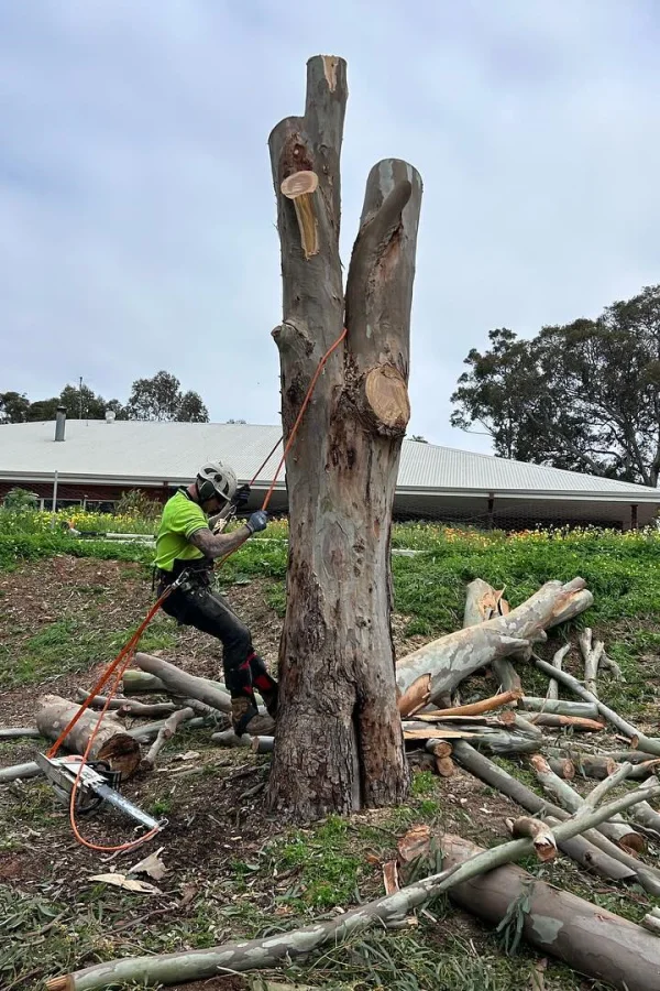 tree removal armadale