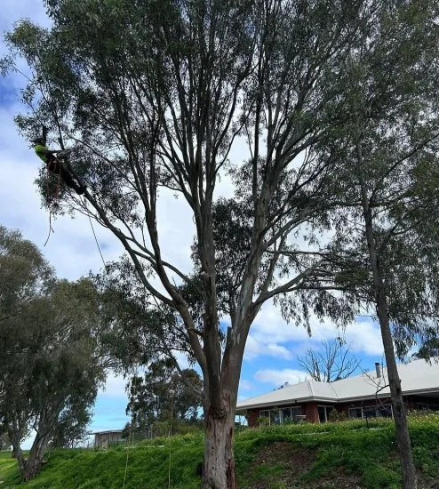 tree removal sevices armadale