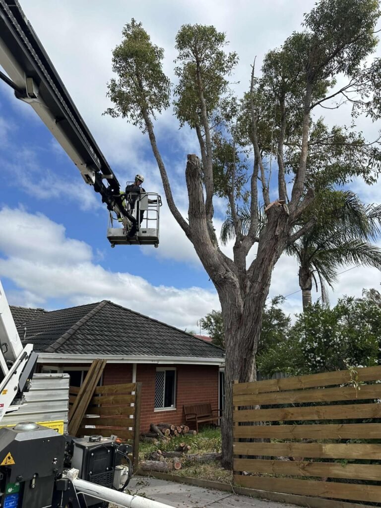 Arborist performing tree trimming in Armadale WA