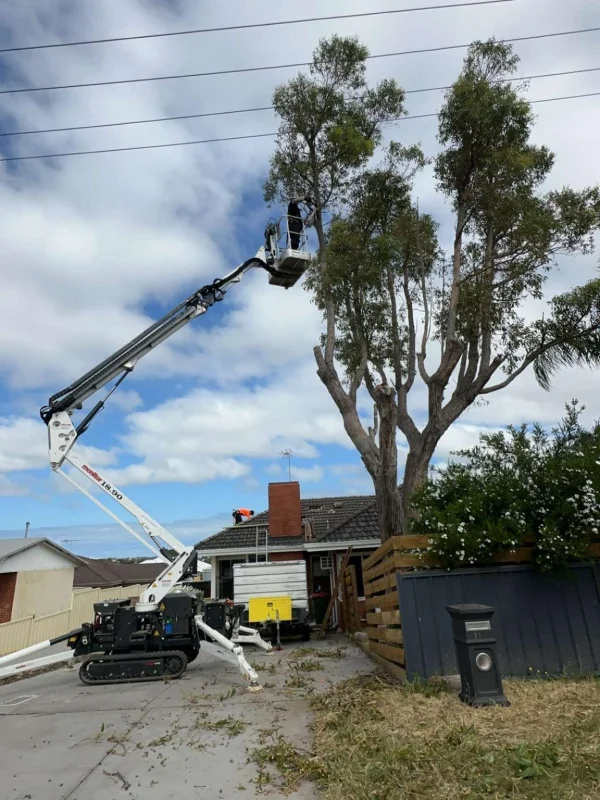 tree trimming armadale