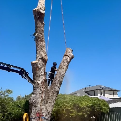 Professional tree removal team working in Kelmscott WA