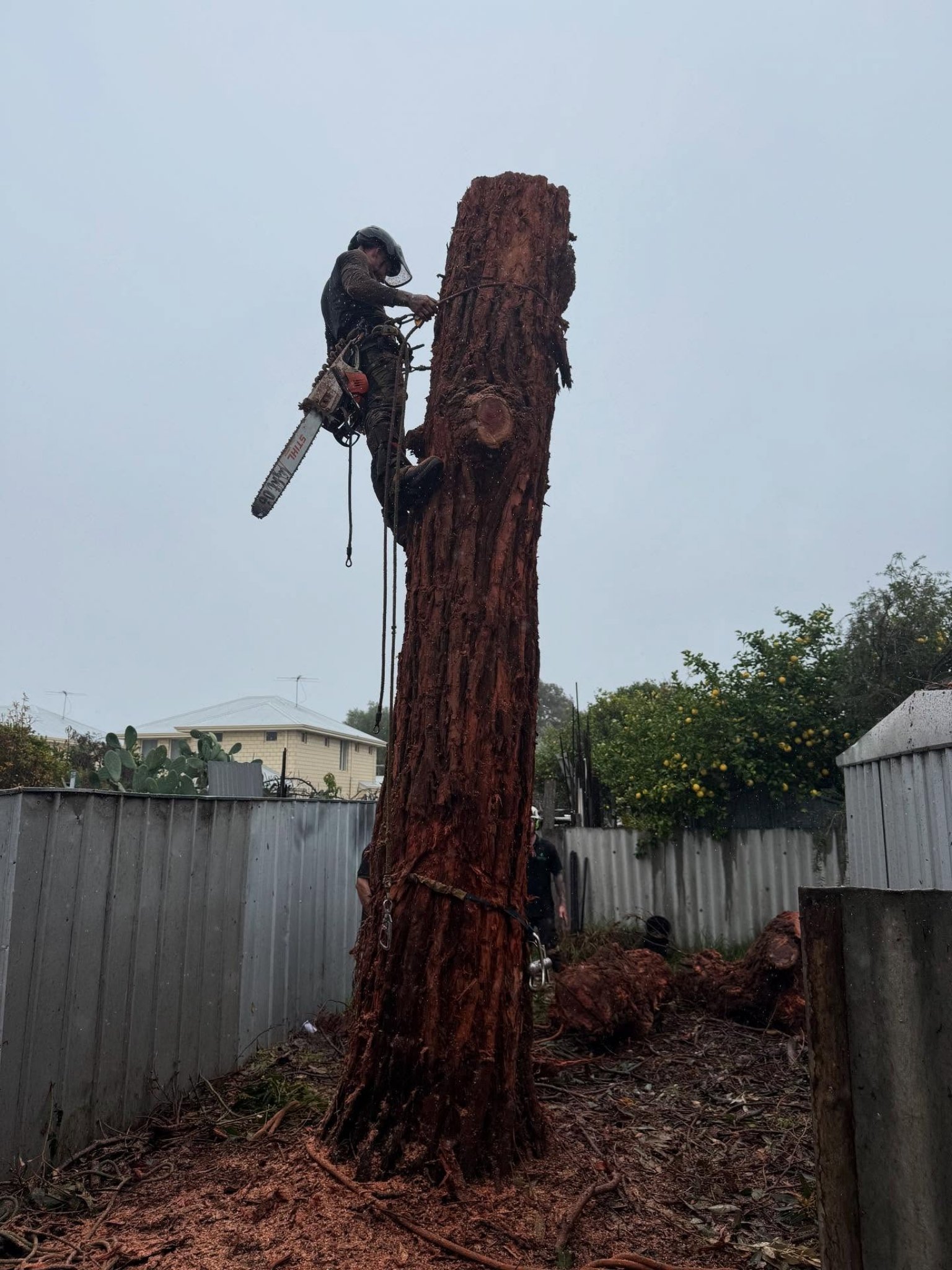 Tree removal Kelmscott WA by Arborwise Tree Care