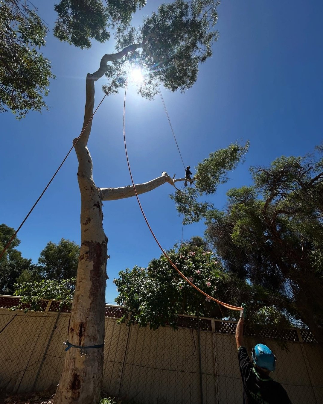 Qualified arborist performing tree removal in Cockburn