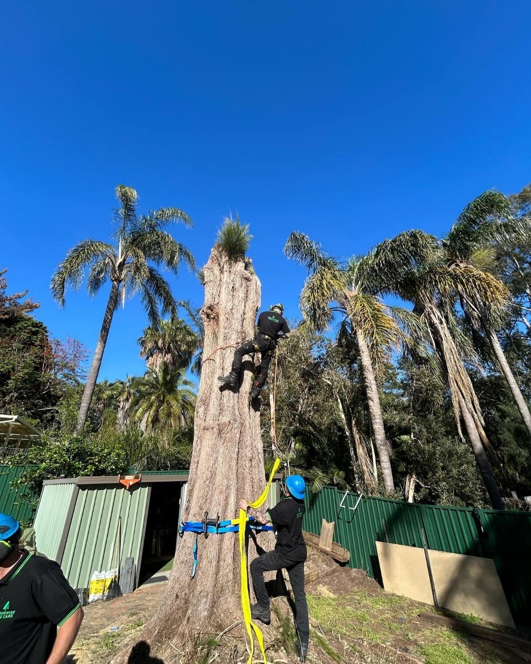 Commercial tree removal experts in Cockburn