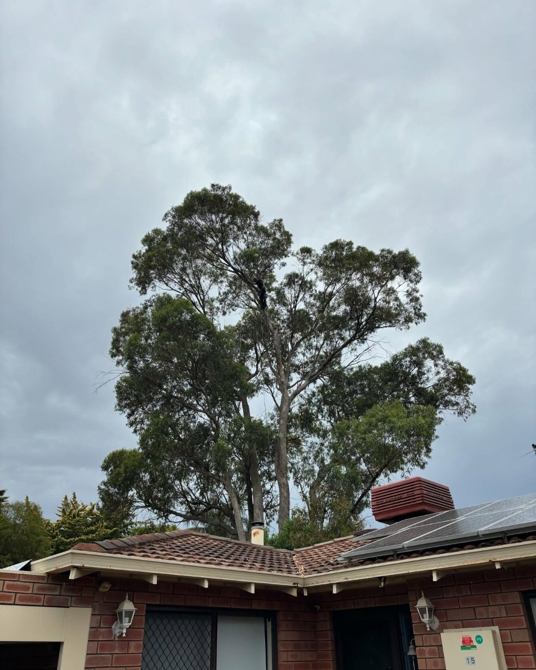 Professional Tree Lopping Coolbellup WA services