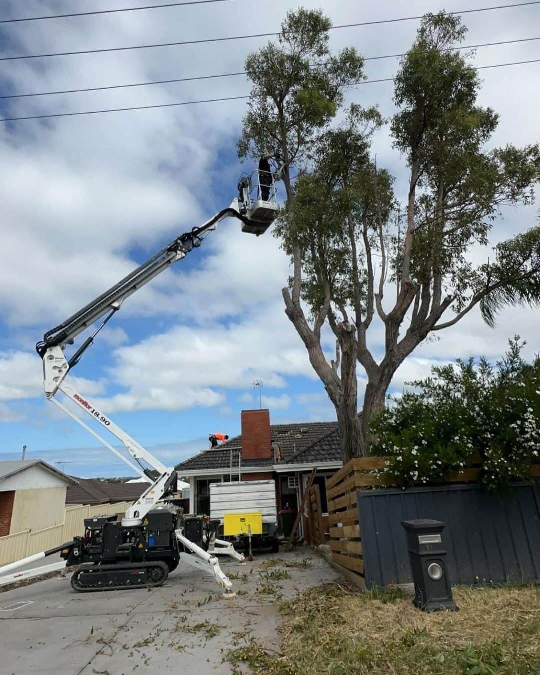 Qualified arborist pruning trees in Cockburn