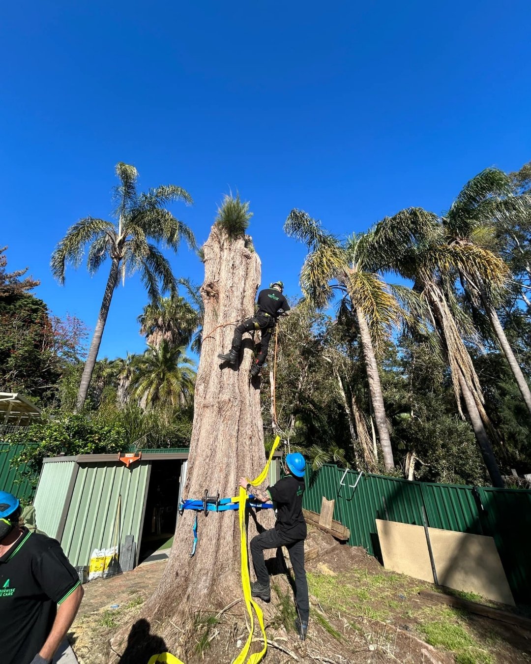 Arborwise Tree Care arborist team