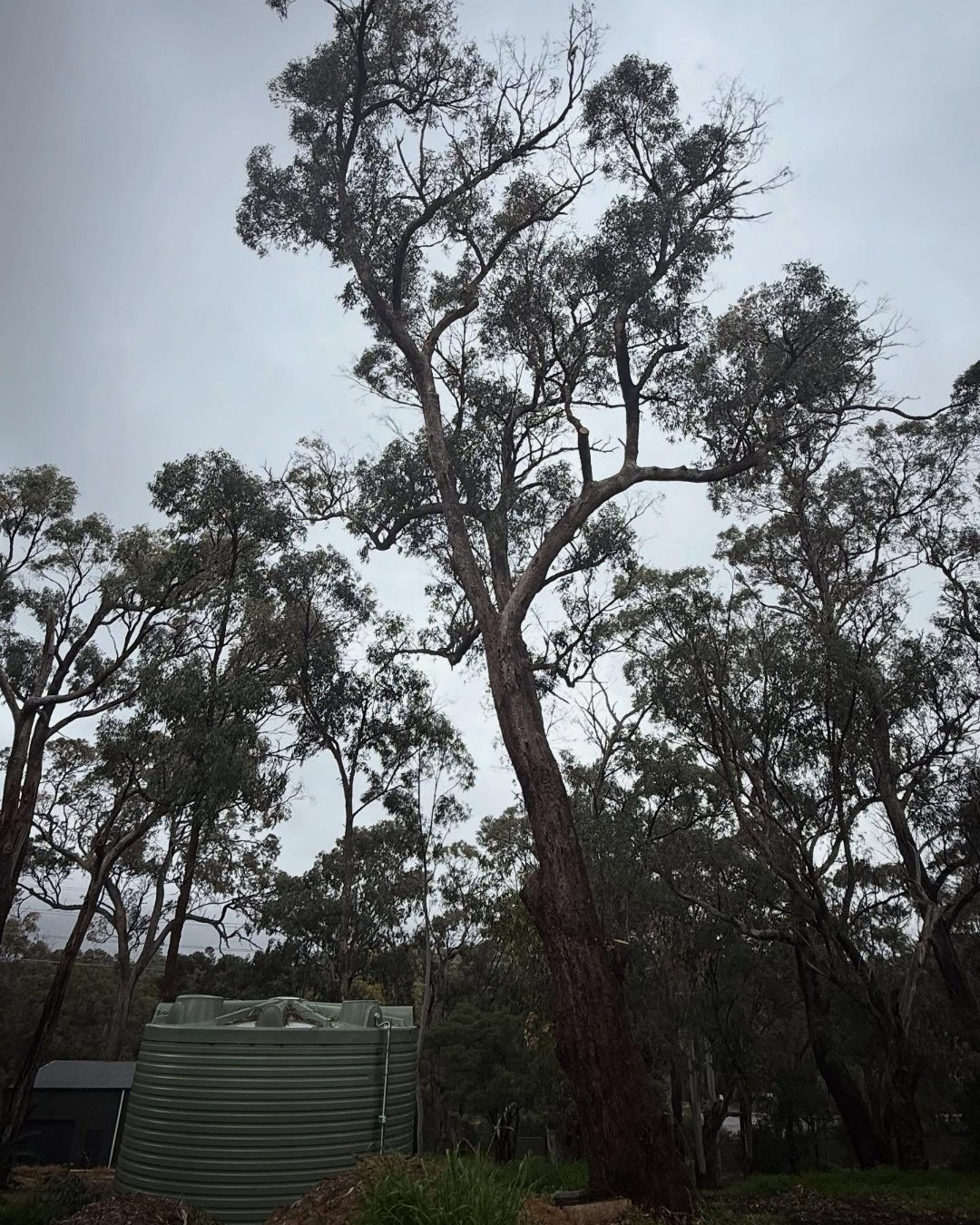 Emergency arborist services in Cockburn