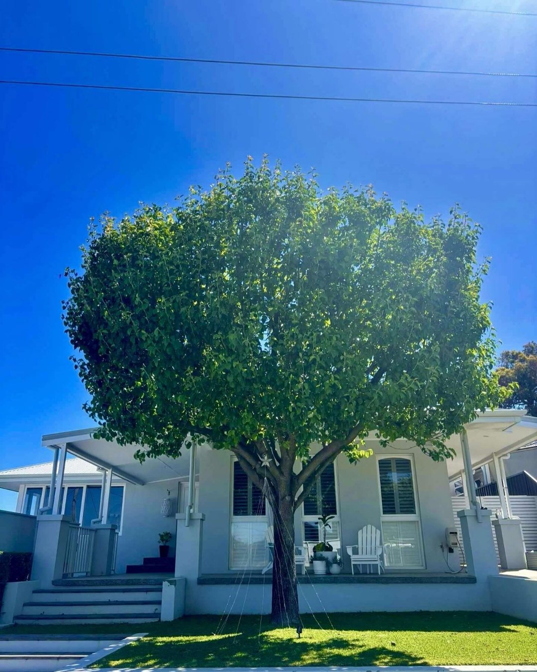 Professional tree health assessment in Cockburn