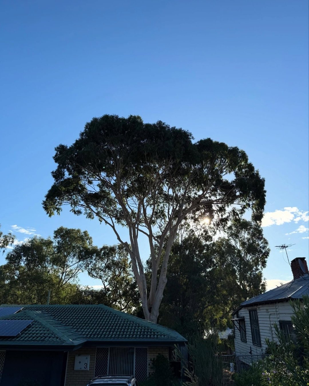Professional Tree Lopping Mount Hawthorn WA