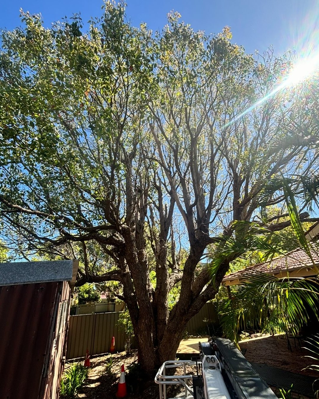 Arborist performing tree pruning in Mount Hawthorn