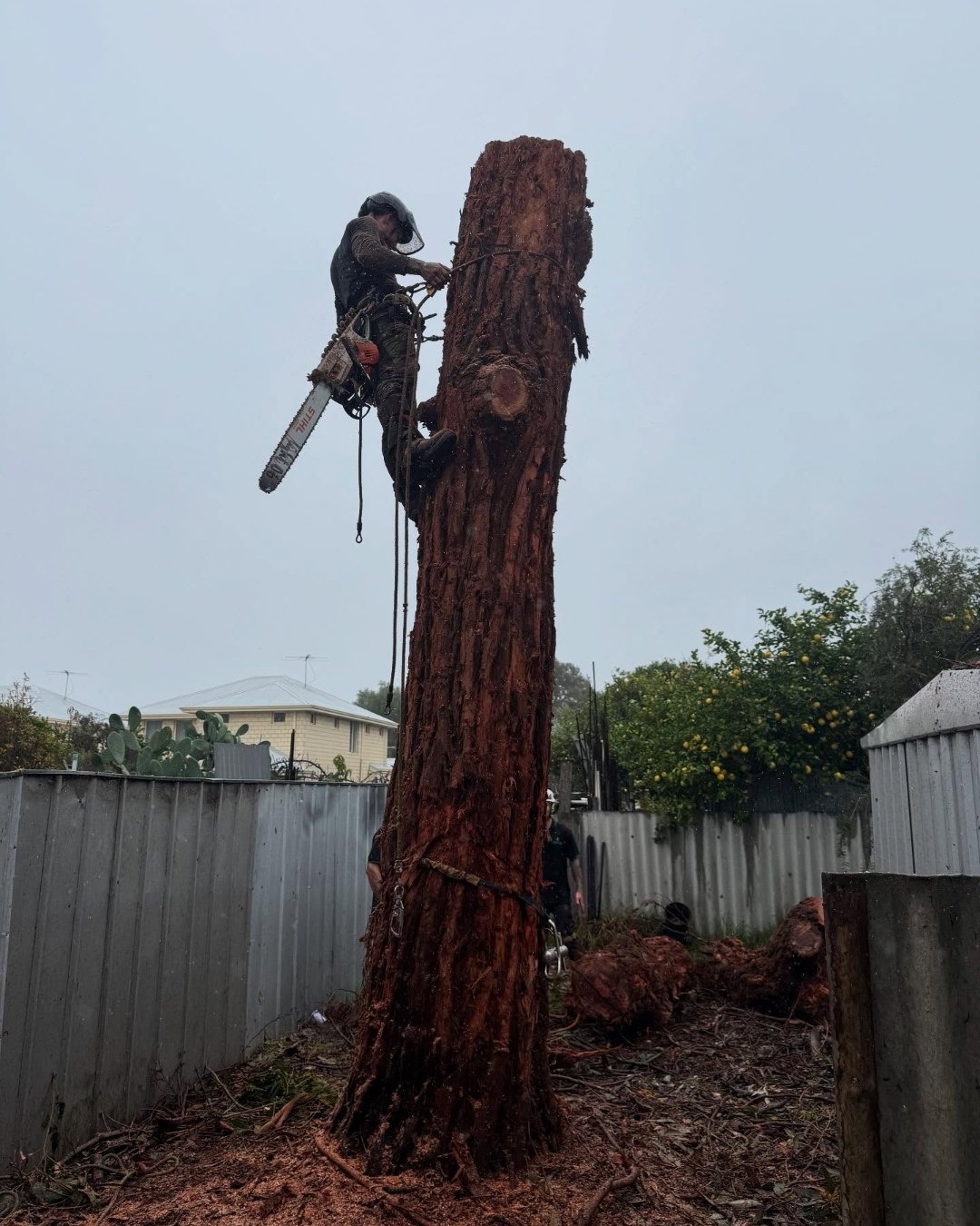 Professional Tree Removal Perth Northern Suburbs WA services