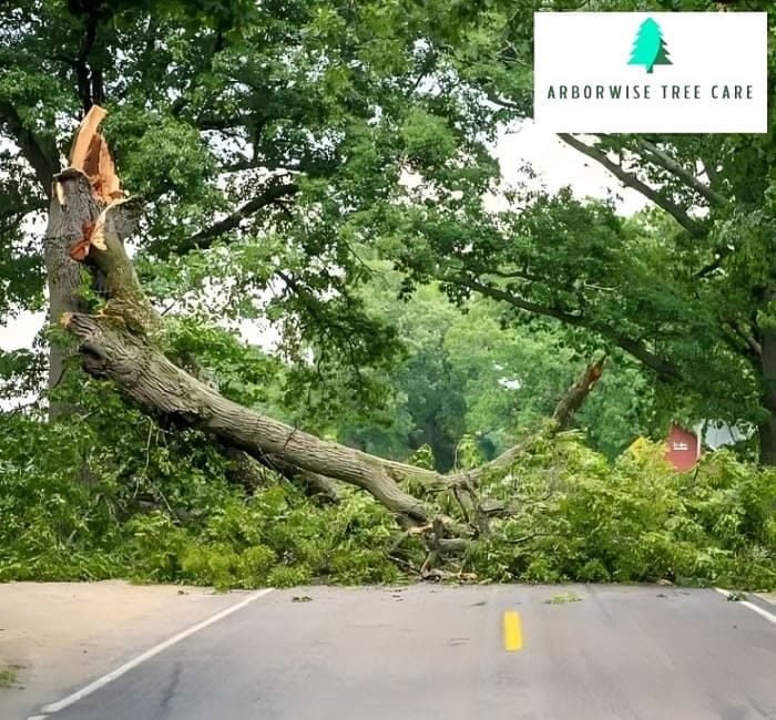 Fallen Tree Removal Armadale