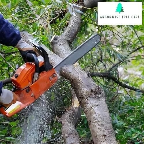 Hazardous Tree Removal Armadale