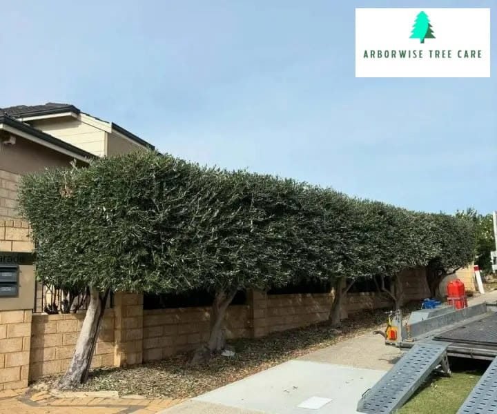 Hedge Trim Armadale Hedge Trim Armadale