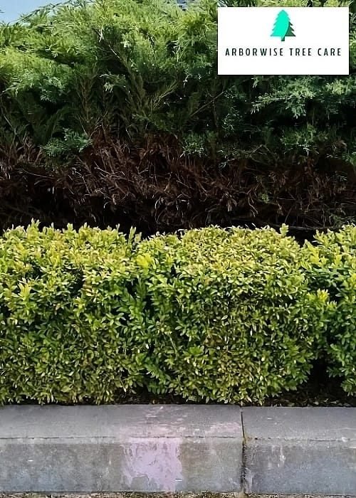 Shrubs Armadale