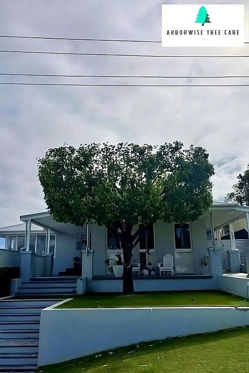 Tree Care Armadale