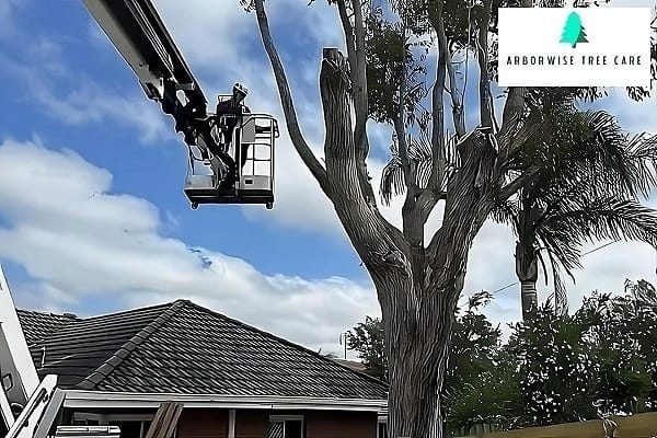 Tree Lopping Armadale WA