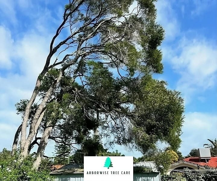 Tree Preservation Armadale