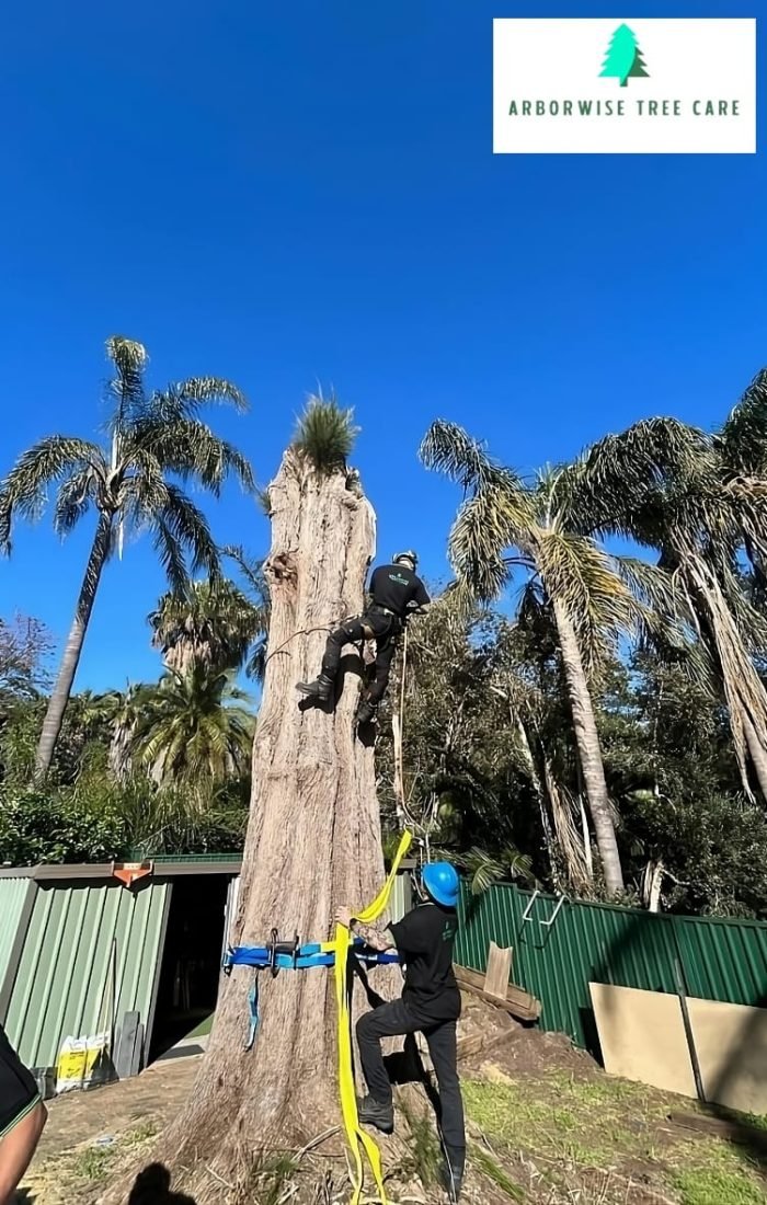 Tree Removal Armadale Tree Removal Armadale
