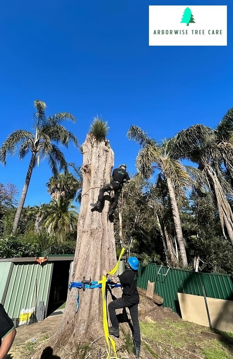 Tree Removal Armadale Tree Removal Armadale