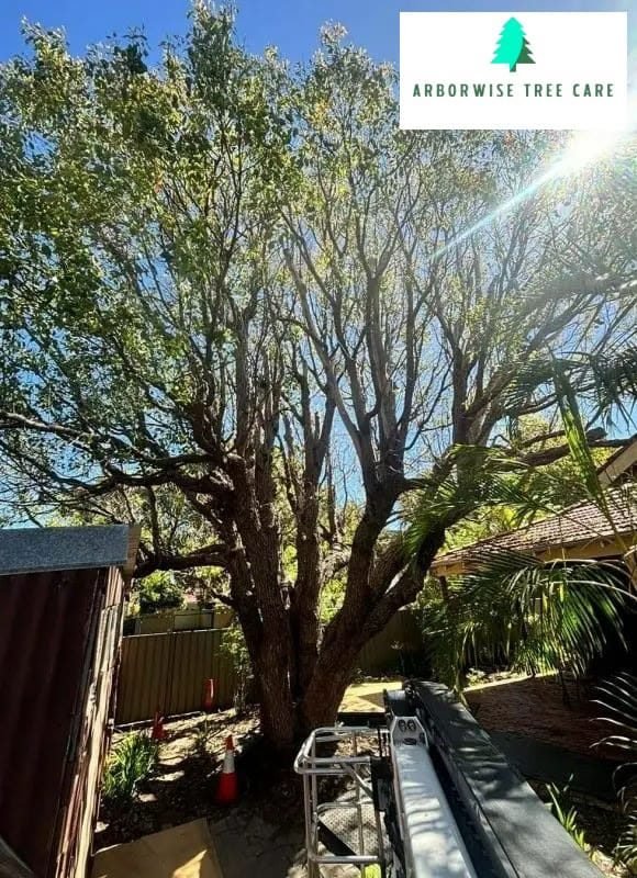 Tree Risk Assessment Armadale Tree Risk Assessment Armadale