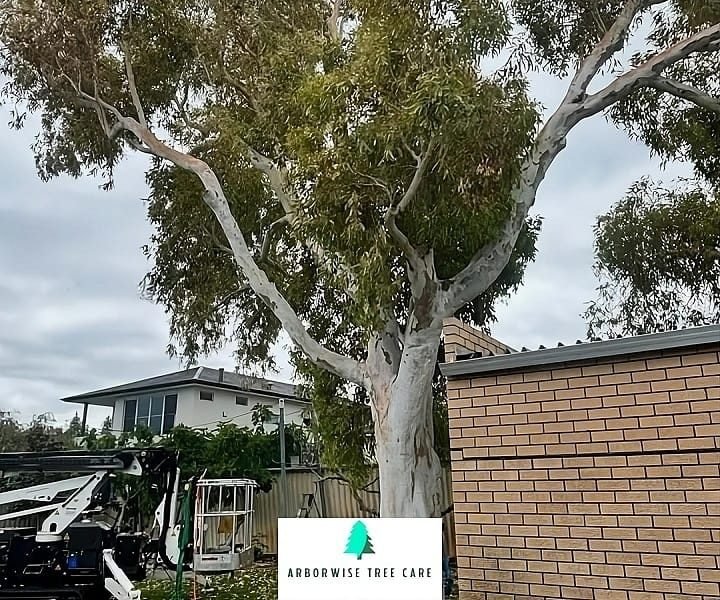 Tree Service Armadale