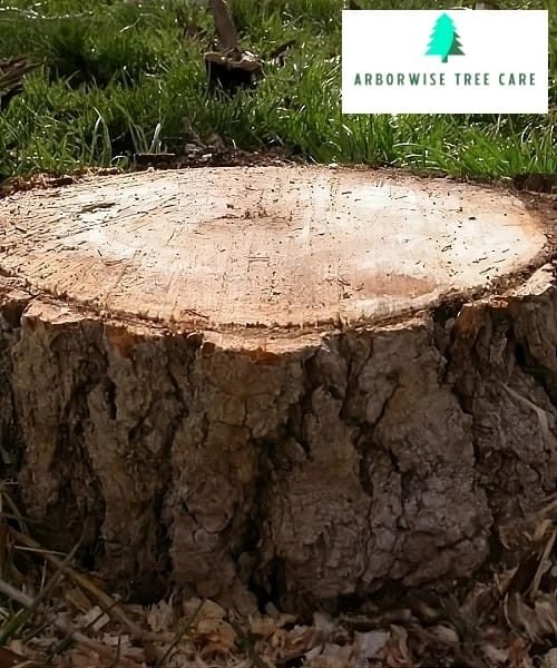Tree Stump Armadale