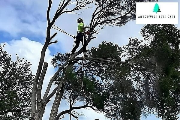 Tree Surgeon Armadale WA