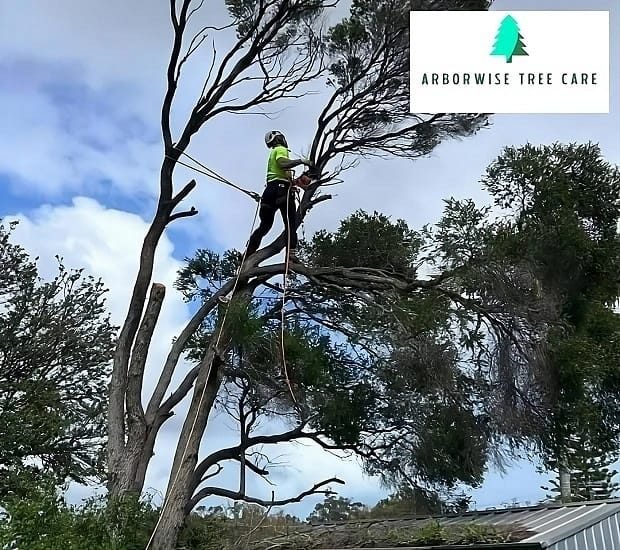 Tree Surgeon Armadale