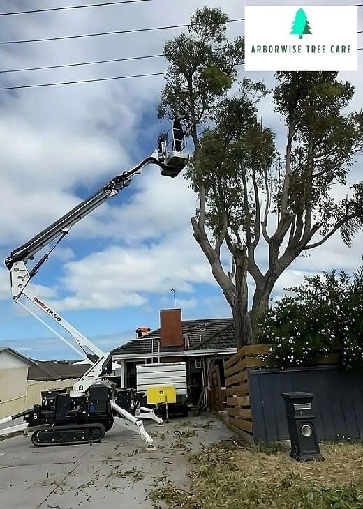 Tree Trimming Armadale Tree Trimming Armadale